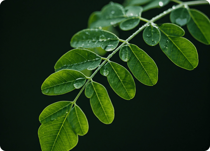 Moringa Leaves